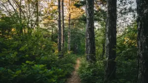 Im Traum durch einen Wald gehen: Was die Stimmung verrät