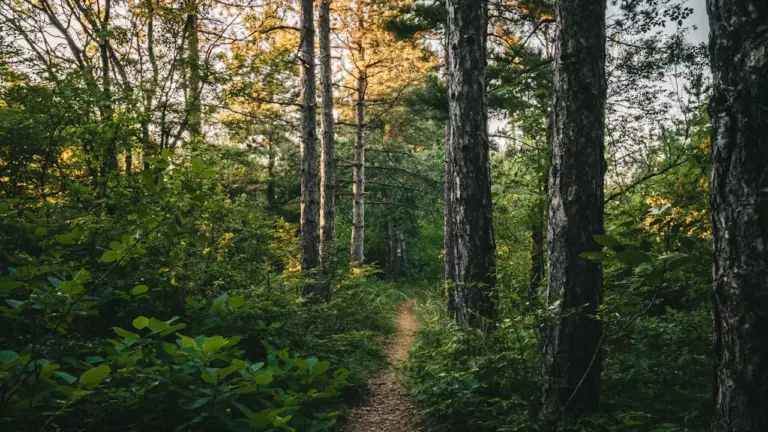 Im Traum durch einen Wald gehen: Was die Stimmung verrät