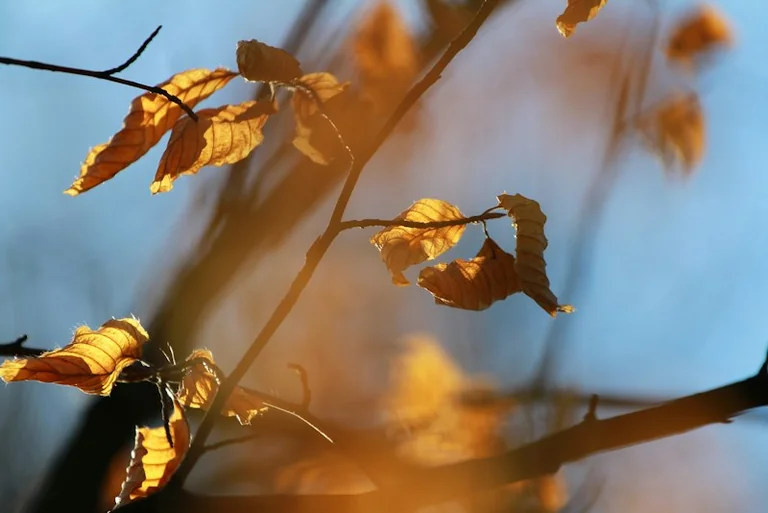 Im Traum durch einen Wald gehen: Was die Stimmung verrät