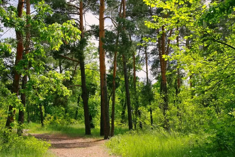 Im Traum durch einen Wald gehen: Was die Stimmung verrät